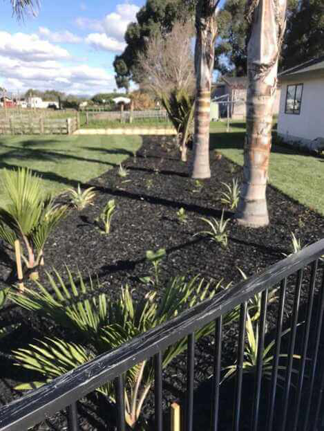 Leveling out of a sloping, unuseable back yard into two user friendly sections of gorgeous Tall fescue grass with an island of native and subtropical plants.